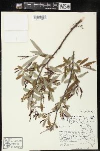 Salix caroliniana image