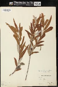 Salix caroliniana image