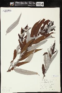 Salix caroliniana image