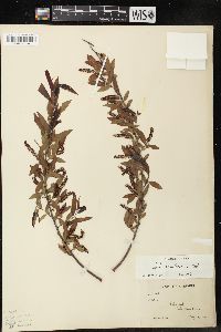 Salix caroliniana image