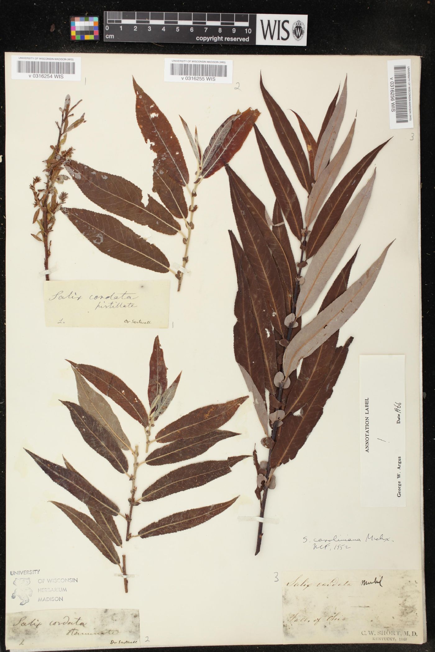 Salix caroliniana image