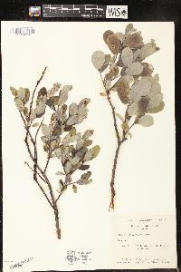 Salix cordifolia image