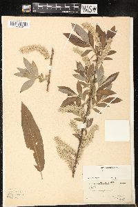 Image of Salix gmelinii