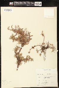 Salix cascadensis image