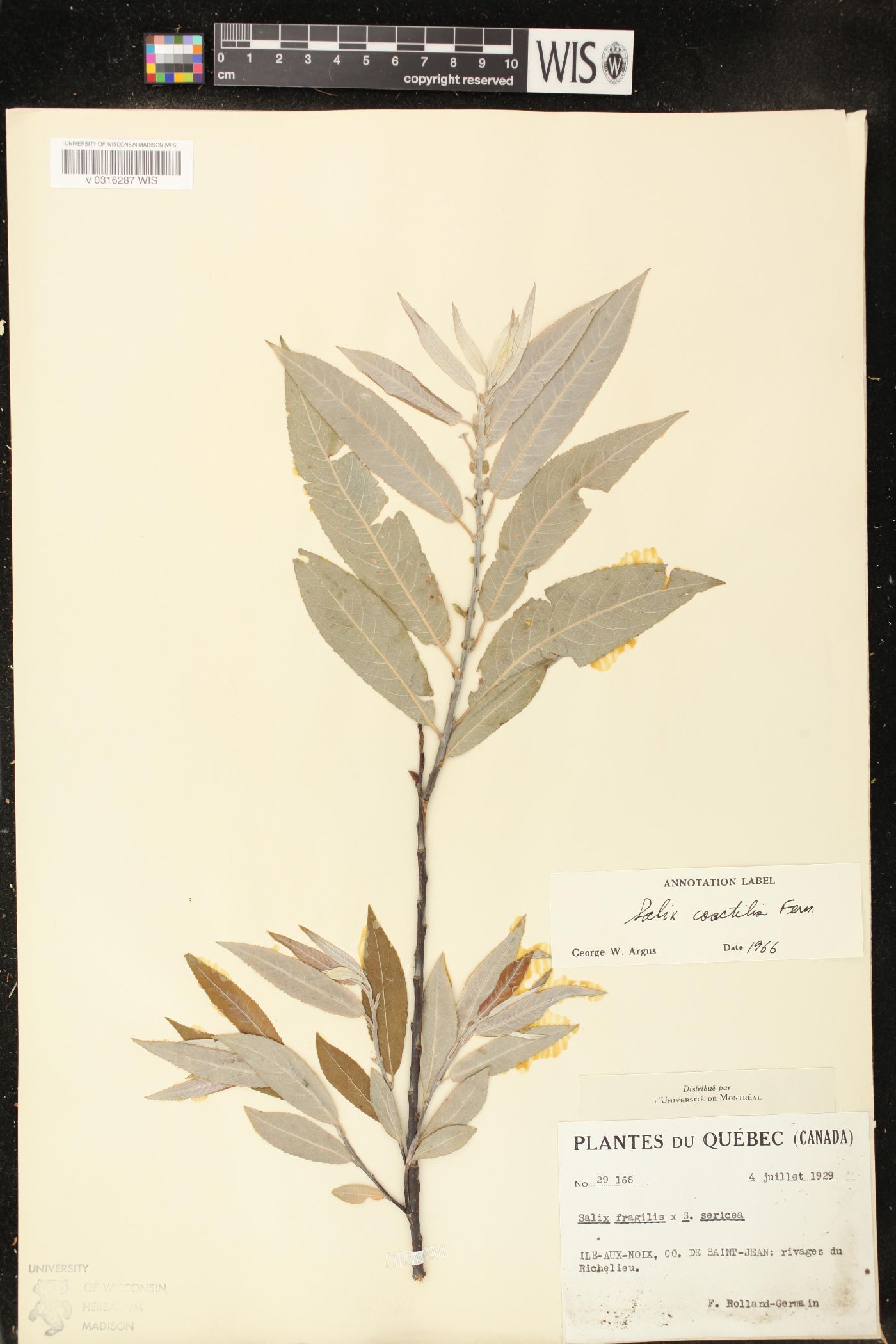 Salix coactilis image