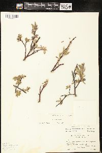 Salix commutata image