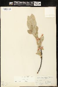 Salix commutata image