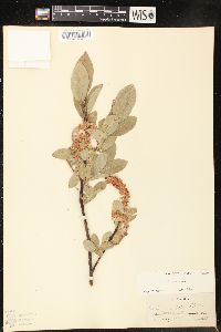 Salix commutata image