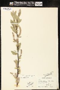 Salix commutata image