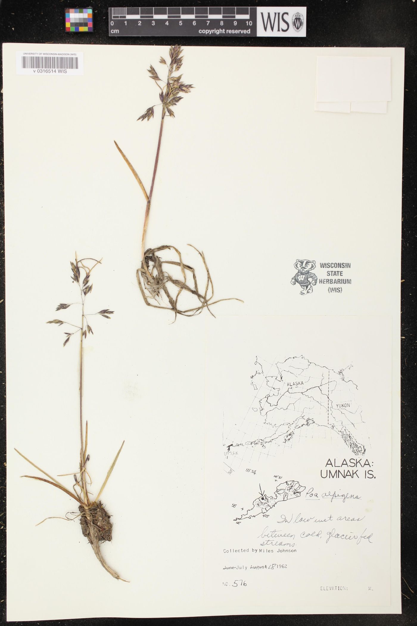 Poa alpigena image