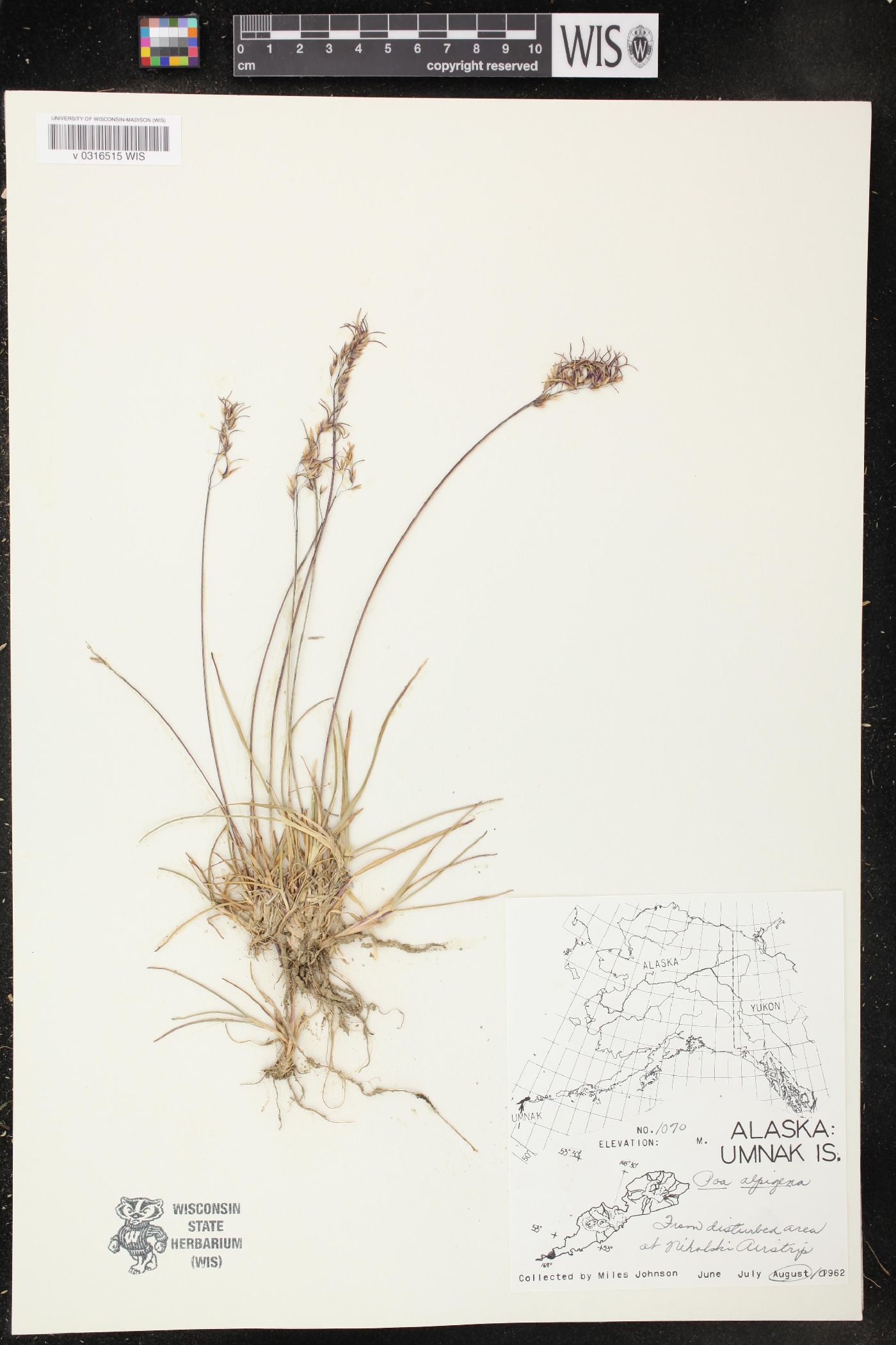 Poa alpigena image