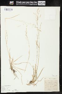 Poa alsodes image