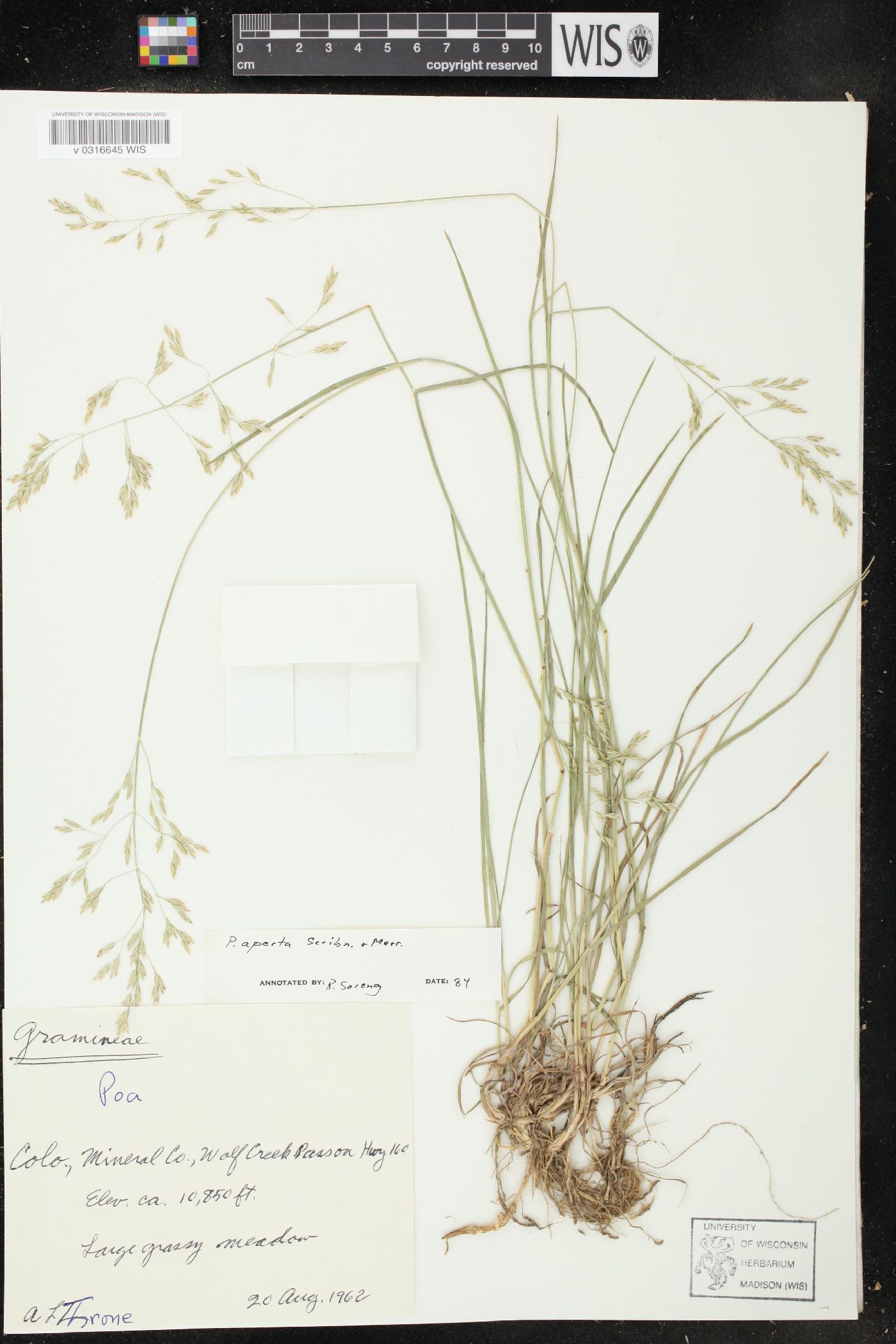 Poa aperta image