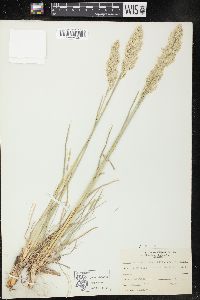 Poa arachnifera image