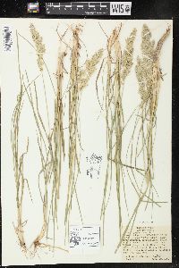 Poa arachnifera image