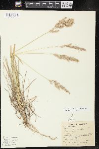 Poa arachnifera image