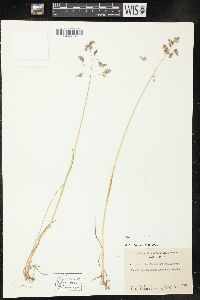 Poa arctica image