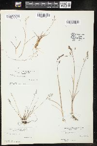 Poa arctica image