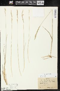 Poa arida image