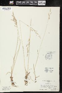 Poa arida image