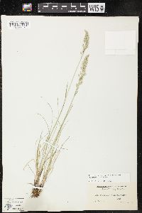 Poa cusickii subsp. pubens image