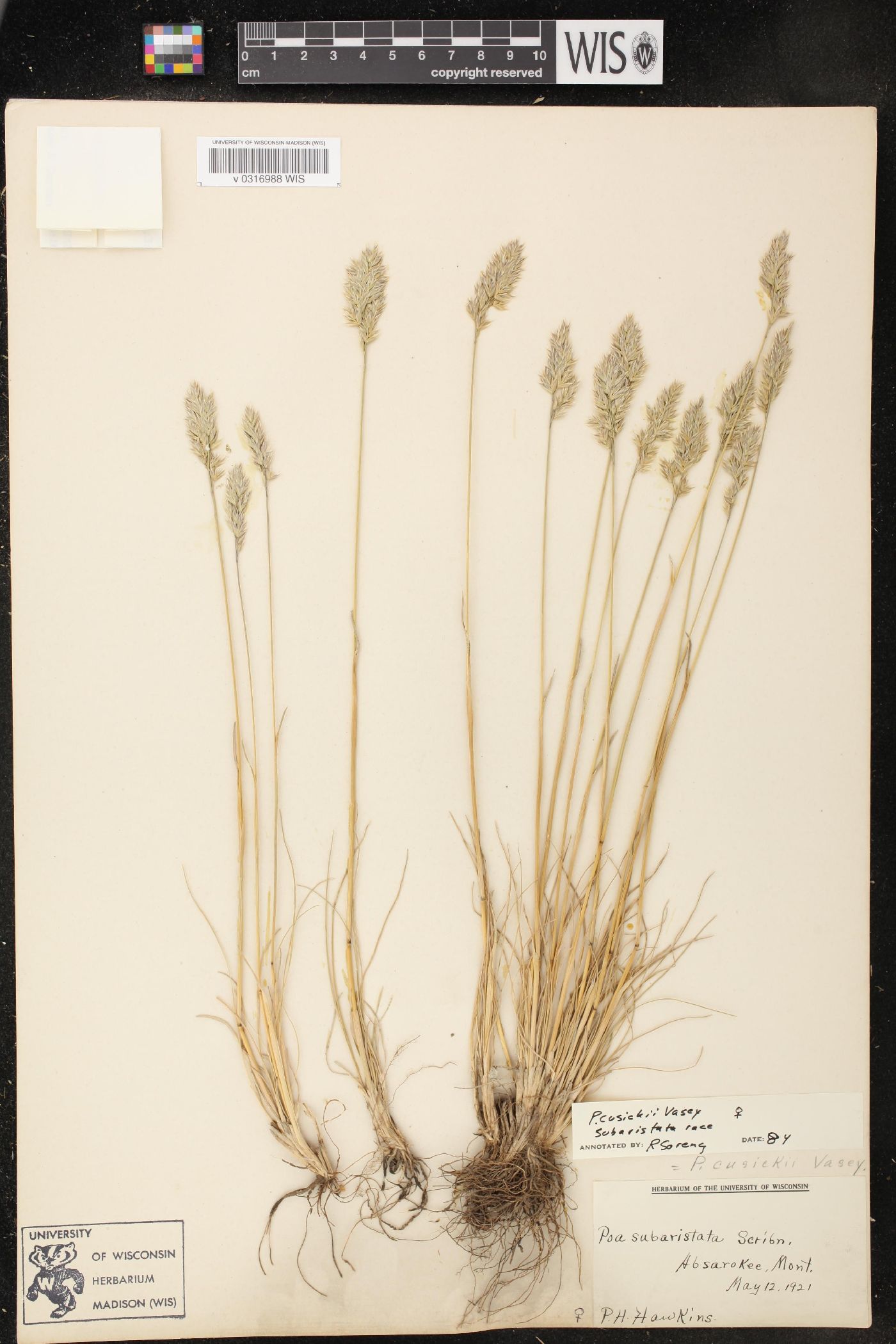 Poa cusickii image