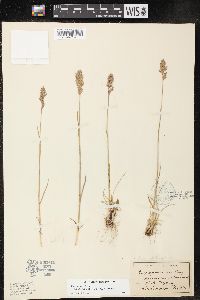 Poa cusickii subsp. epilis image