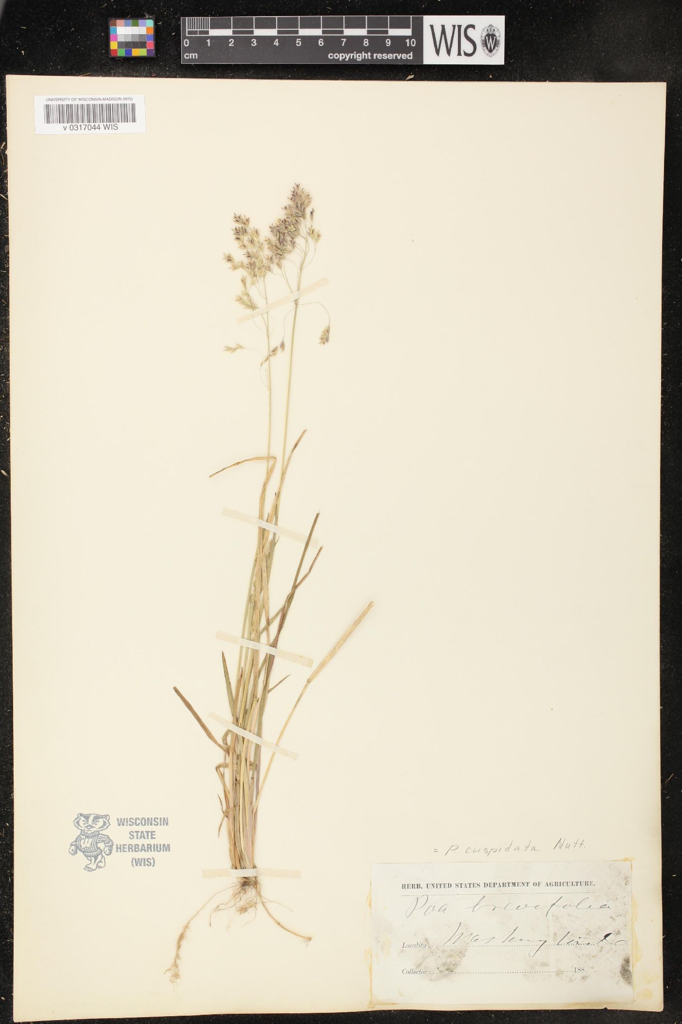 Poa cuspidata image
