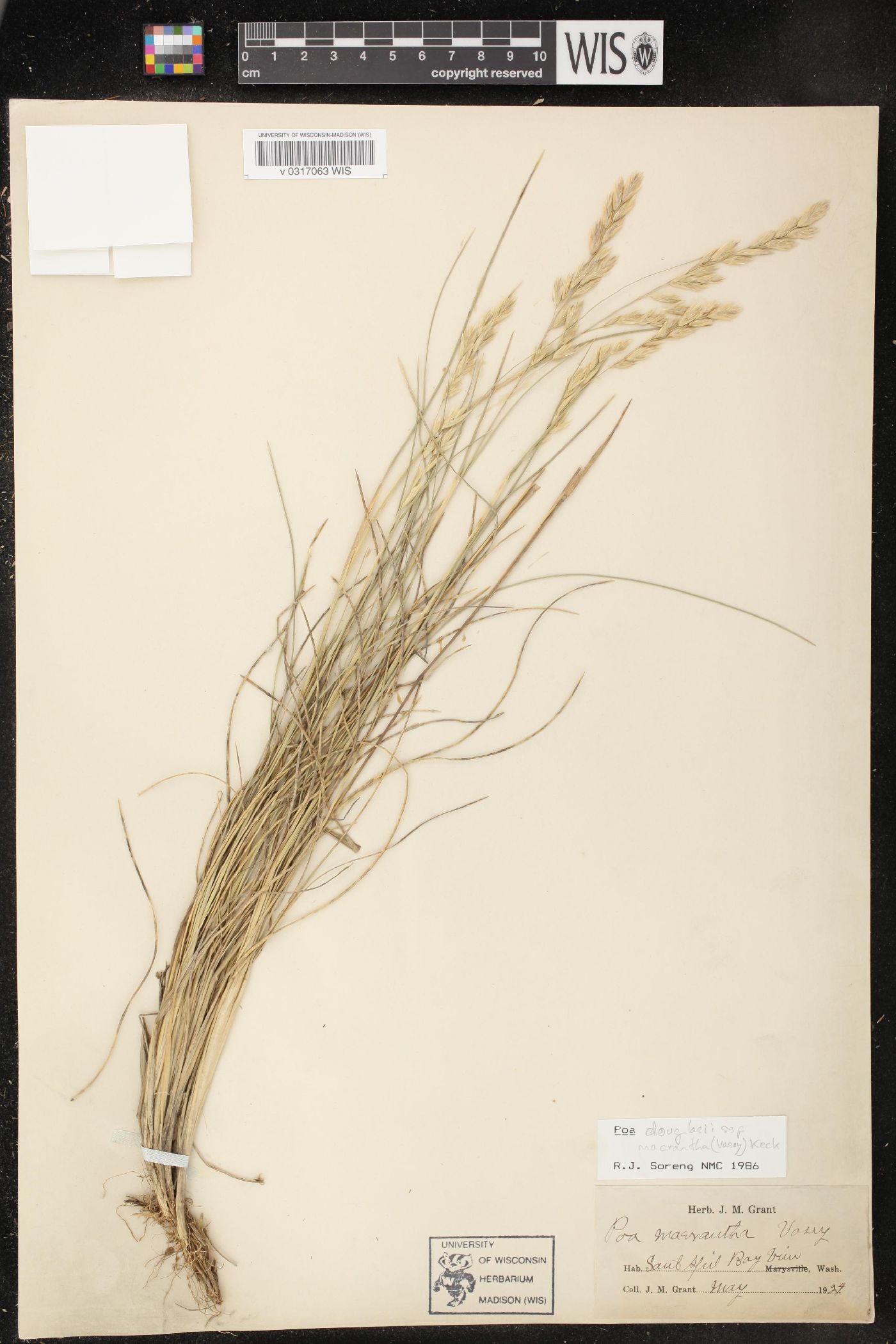 Poa douglasii subsp. macrantha image