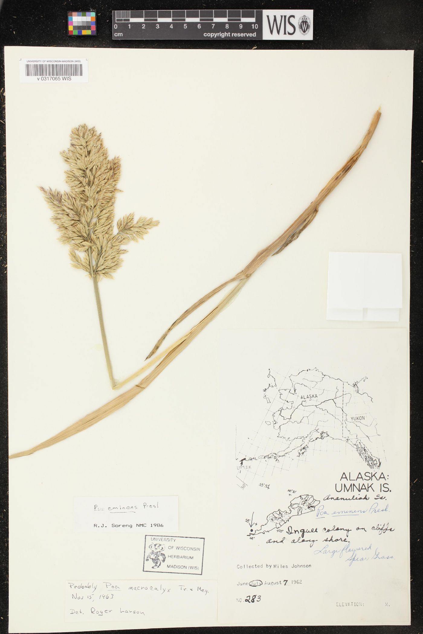 Arctopoa eminens image
