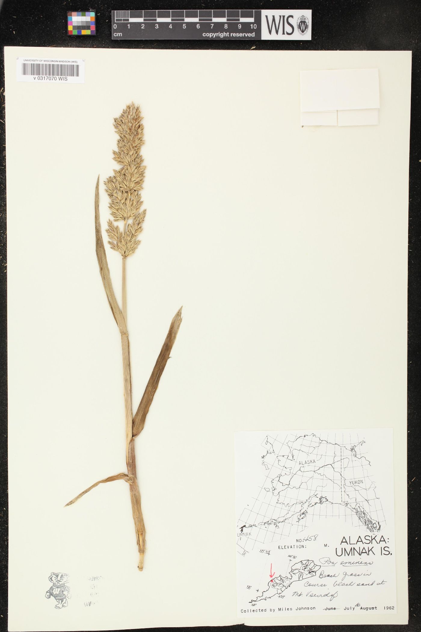 Arctopoa image