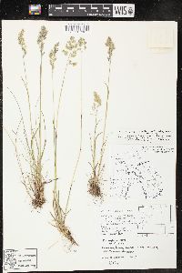 Poa epilis image