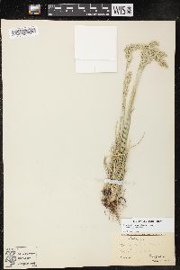 Poa fendleriana subsp. fendleriana image