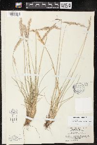 Poa fendleriana subsp. longiligula image