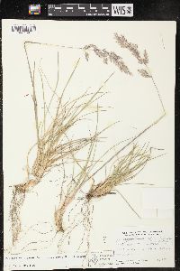 Poa fendleriana subsp. longiligula image