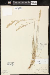 Poa fendleriana subsp. longiligula image