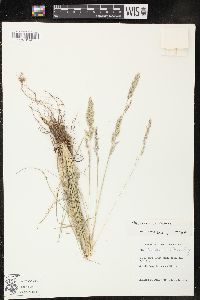 Poa fendleriana var. fendleriana image