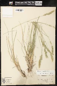 Poa fendleriana var. fendleriana image