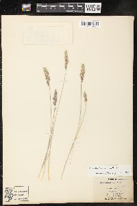 Poa fendleriana var. fendleriana image