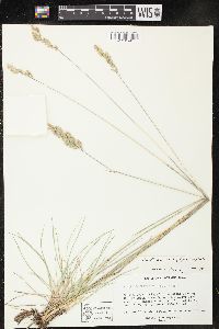 Poa fendleriana subsp. longiligula image