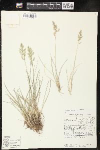 Poa fendleriana var. fendleriana image