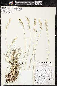 Poa fendleriana subsp. longiligula image