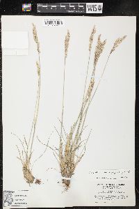 Poa fendleriana subsp. longiligula image