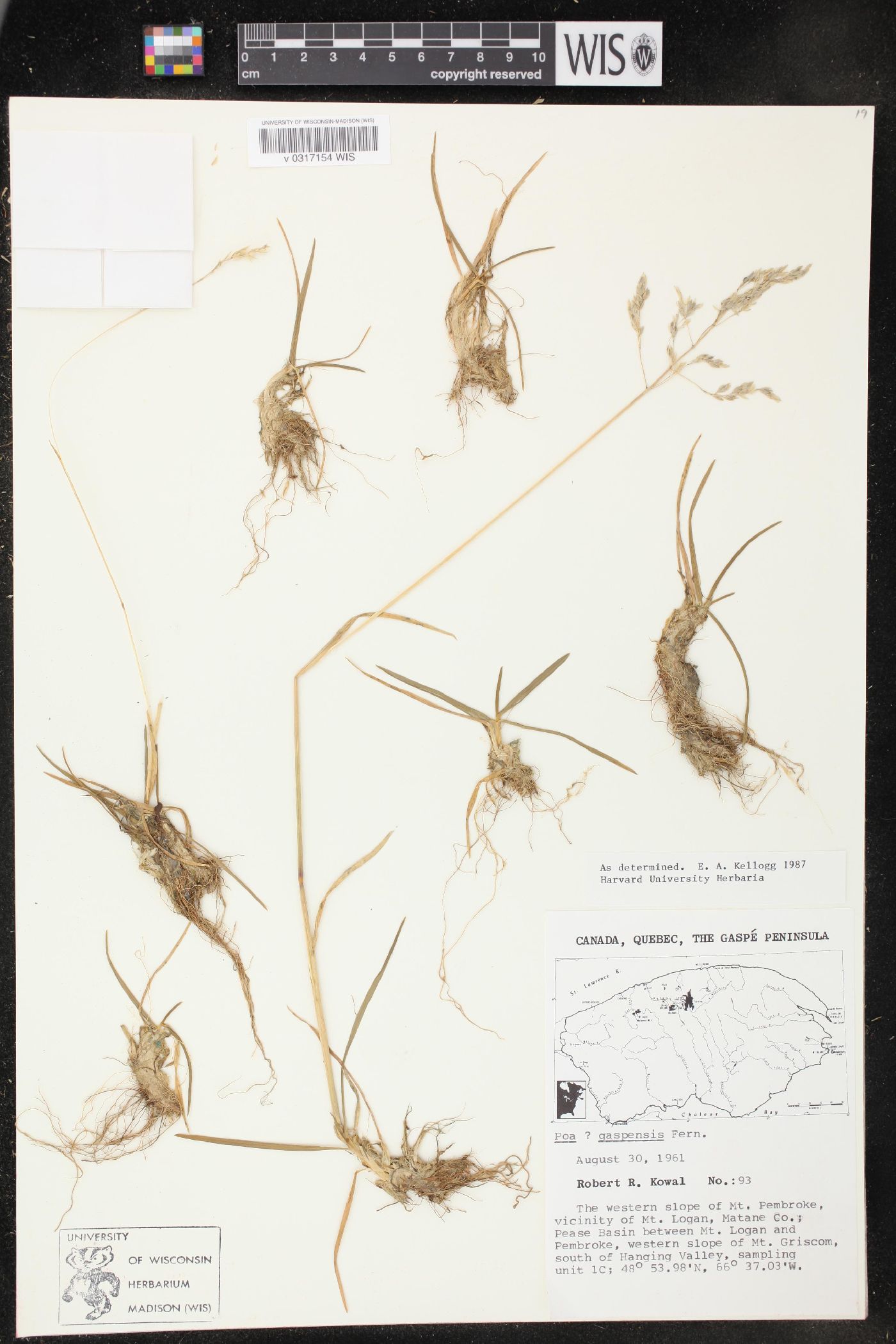 Poa x gaspensis image