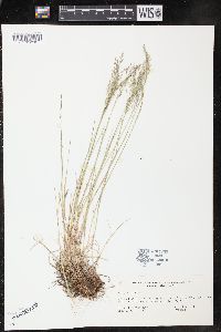 Poa glauca image