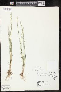 Poa glauca image