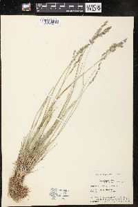 Poa glauca image