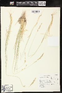 Poa secunda var. juncifolia image