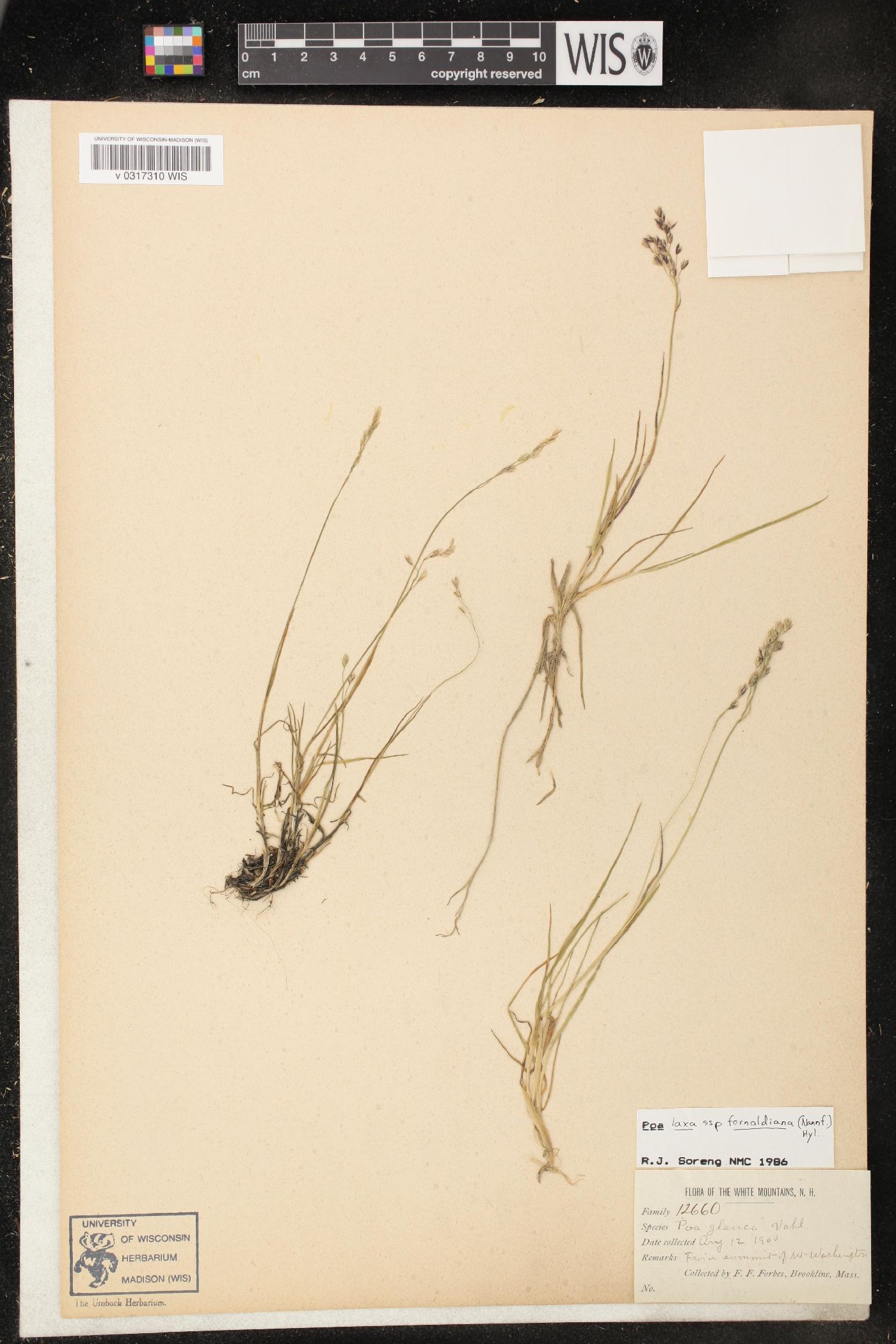 Poa laxa image