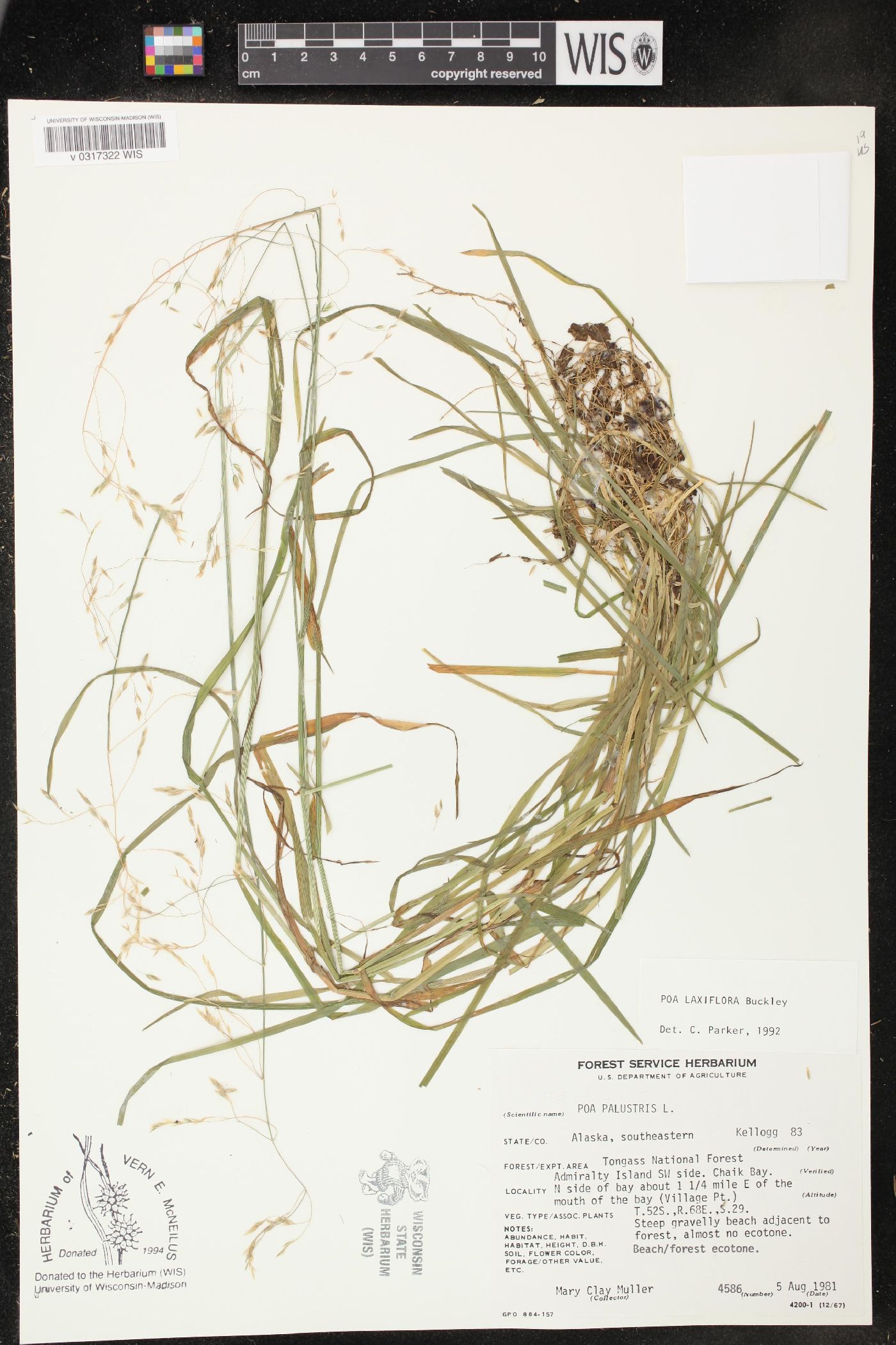 Poa laxiflora image
